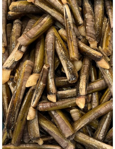cannolicchi
