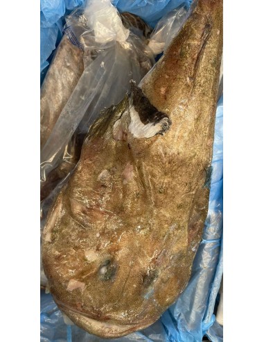 Rana pescatrice intera