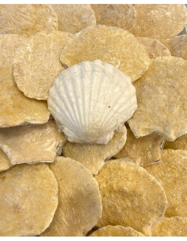 Canestrelle Besciamella e Salmone